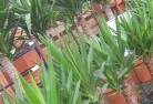 Cungullaplant-nursery-10.jpg; ?>
